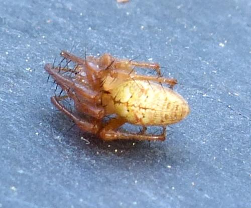 Metellina sp.