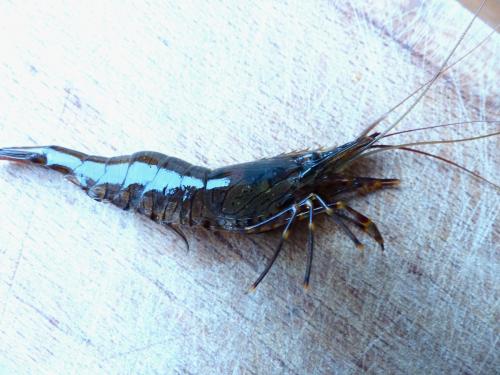 Palaemon serratus