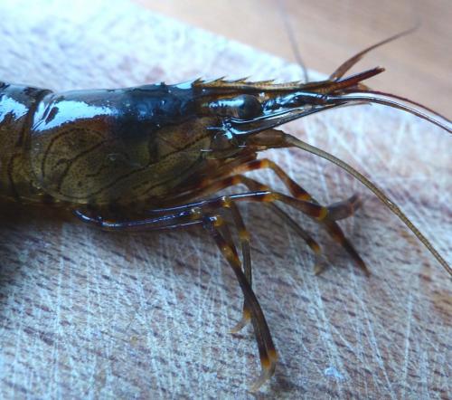Palaemon serratus