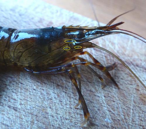 Palaemon serratus