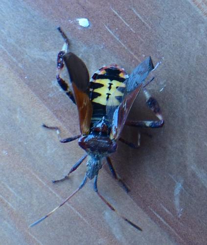 Réf. 216 593 : Leptoglossus occidentalis