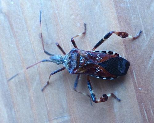 Leptoglossus occidentalis