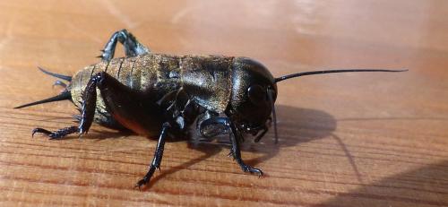 Gryllus campestris