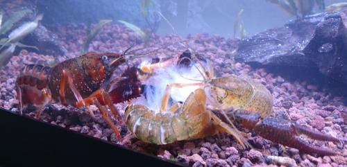 Réf. 216 869 : Procambarus clarkii