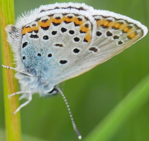 Réf. 216 209 : Plebejus sp.