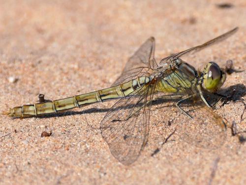 Réf. 216 468 : Sympetrum vulgatum