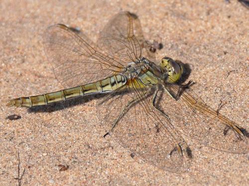 Réf. 216 467 : Sympetrum vulgatum