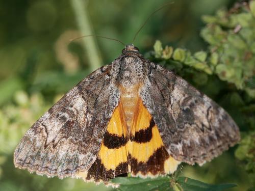 Catocala helena