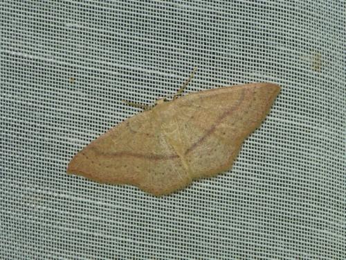 Réf. 216 739 : Cyclophora linearia