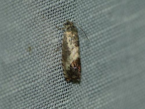 Pammene fasciana