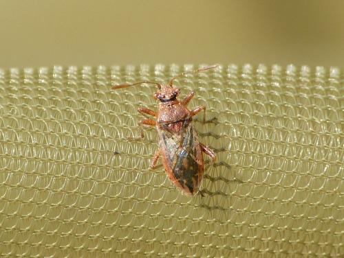 Réf. 216 388 : Rhopalus parumpunctatus