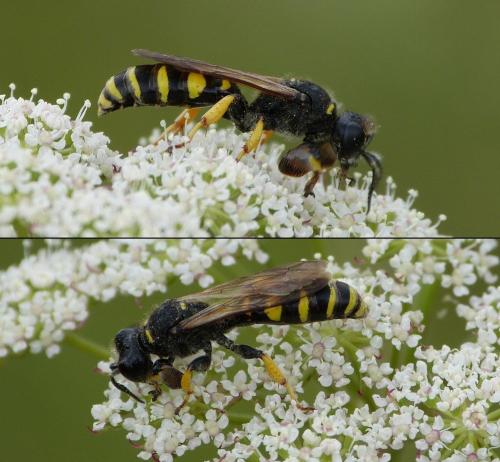 Réf. 216 332 : Crabro cribrarius