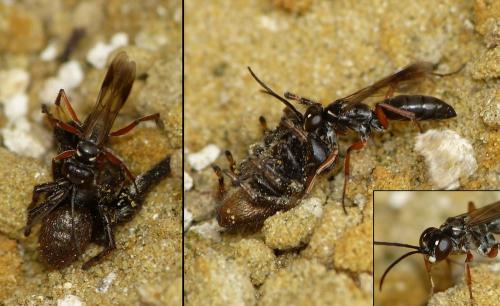 Réf. 216 110 : Agenioideus cinctellus