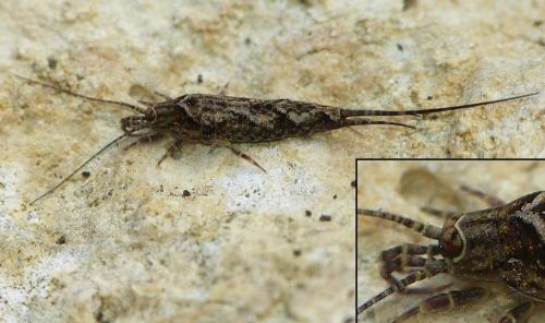 Réf. 216 109 : Lepismachilis y-signata