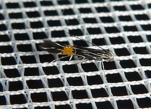 Réf. 216 446 : Cosmopterix crassicervicella