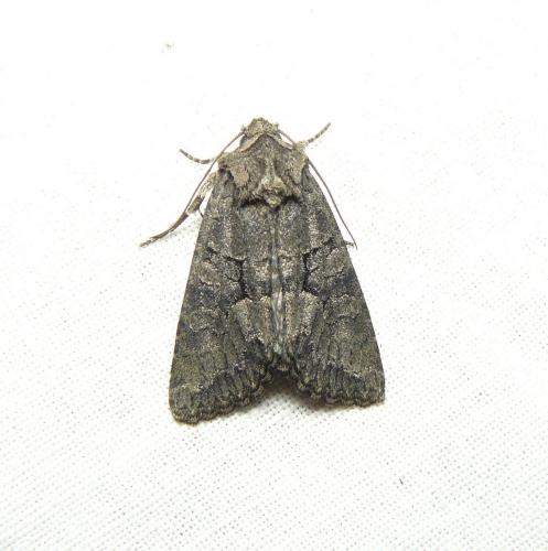 Réf. 216 532 : Dryobotodes monochroma