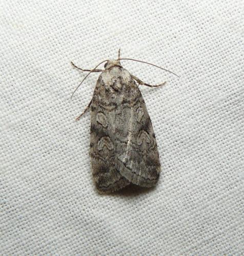 Stilbia sp.