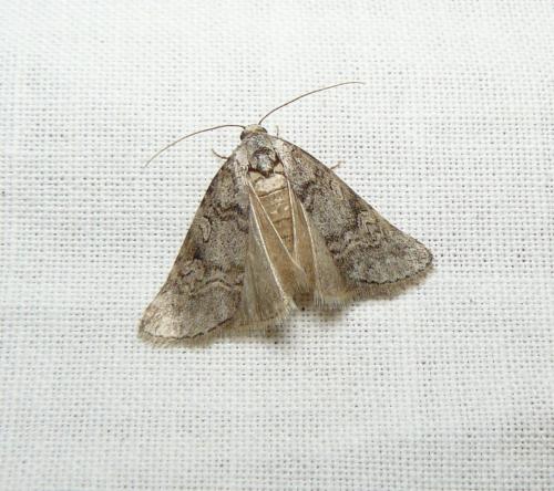 Réf. 216 773 : Stilbia sp.