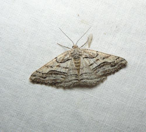 Réf. 216 509 : Calamodes occitanaria