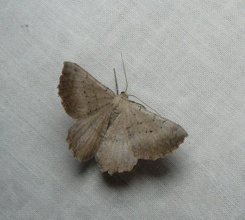 Réf. 216 508 : Gnophos dumetata