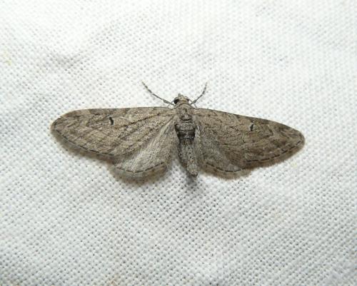 Eupithecia unedonata