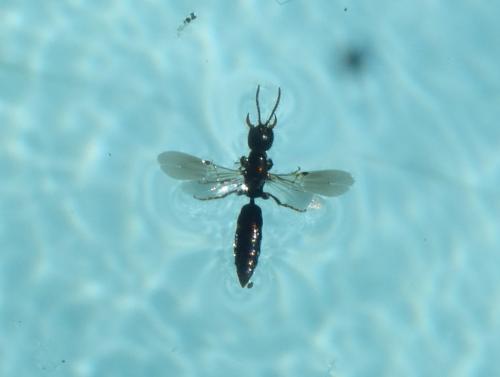 Meria cylindrica
