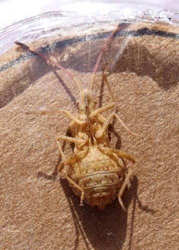 Réf. 216 871 : Centrocoris sp.