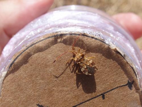 Réf. 216 683 : Centrocoris sp.