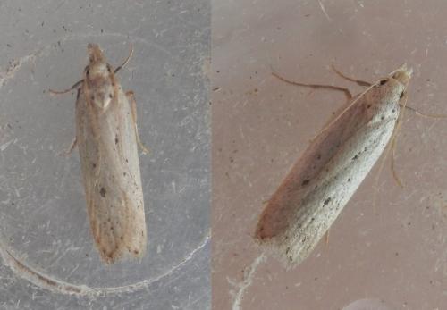 Réf. 216 154 : Nothris verbascella