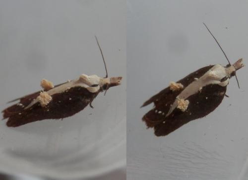 Acleris cristana