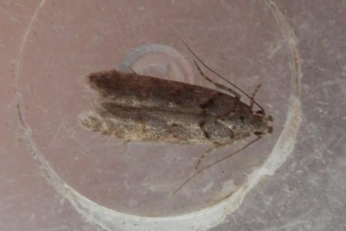 Réf. 216 094 : Teleiopsis diffinis