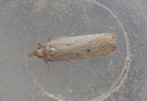 Réf. 216 095 : Nothris verbascella