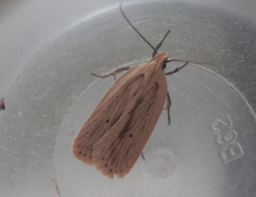 Agonopterix pallorella