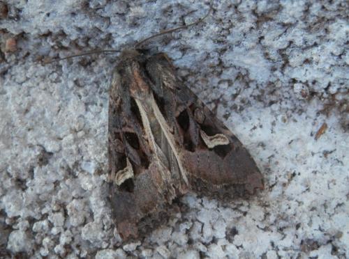 Réf. 216 381 : Trigonophora flammea