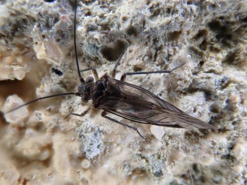 Mesopsocus sp.