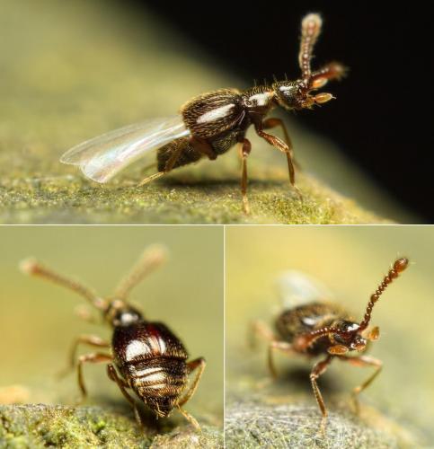 Tychus niger
