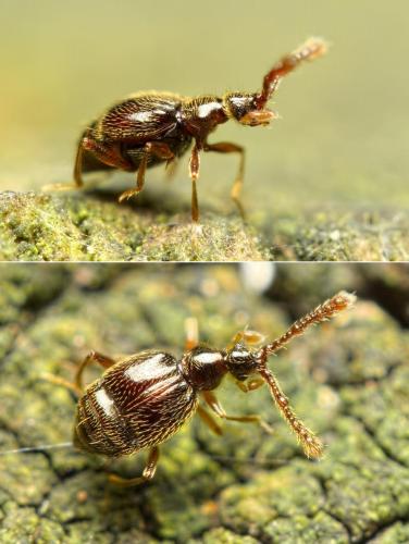 Tychus niger
