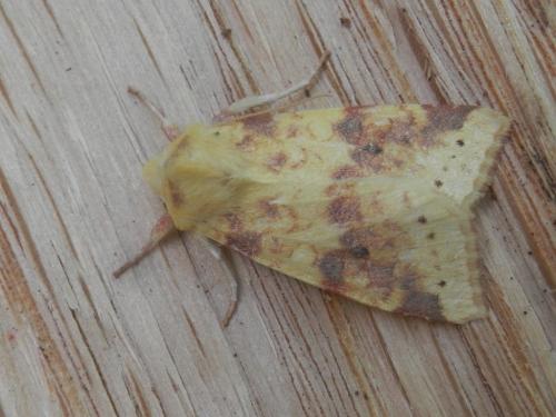 Réf. 216 526 : Xanthia icteritia