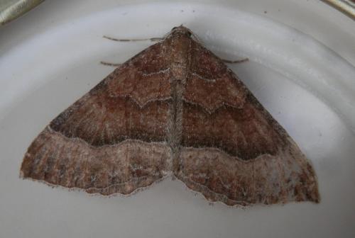 Réf. 216 960 : Larentia clavaria