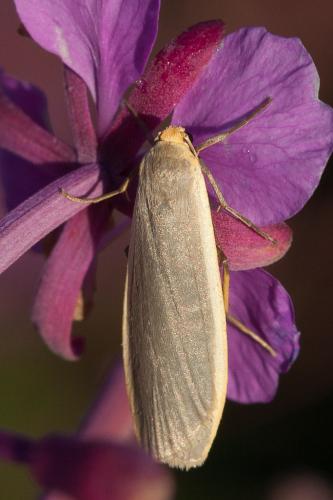Eilema lurideola