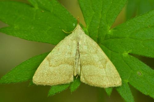 Pechipogo strigilata