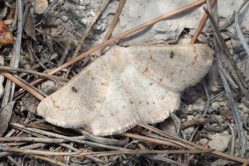 Réf. 216 690 : Dyscia penulataria