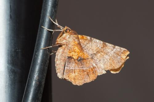 Réf. 216 812 : Selenia dentaria