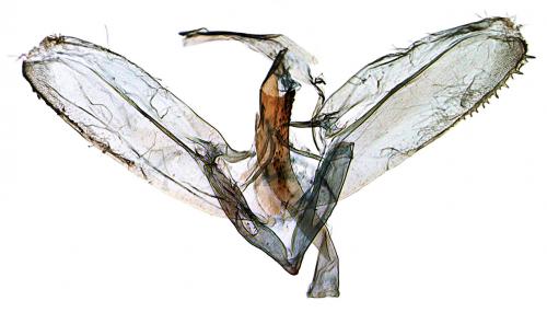 Réf. 216 437 : Parectopa ononidis