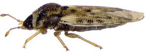 Piesma maculatum