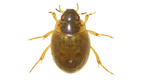 Laccobius striatulus