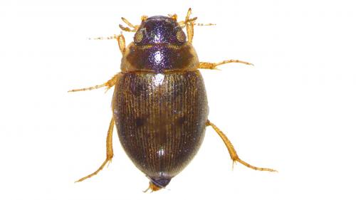 Laccobius gracilis