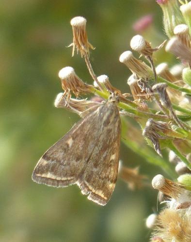 Réf. 216 373 : Loxostege sticticalis