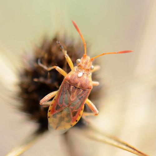 Stictopleurus sp.