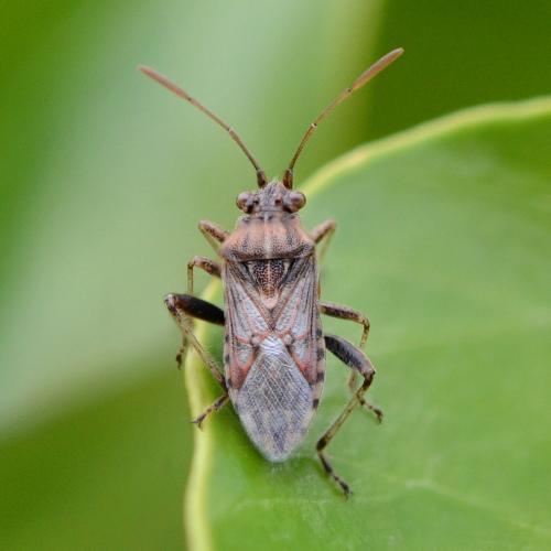 Stictopleurus sp.